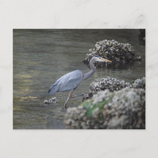 Grote Blauwe Heron onderweg Briefkaart (Voorkant)