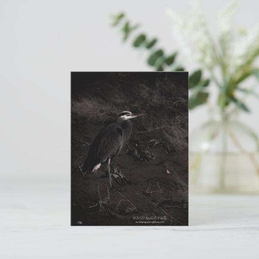 Grote Blauwe Heron P2391 Briefkaart (Staand voorkant)