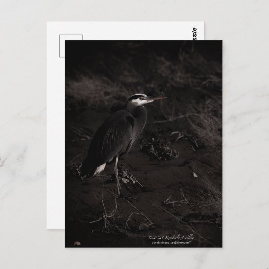 Grote Blauwe Heron P2391 Briefkaart (Voorkant / Achterkant)