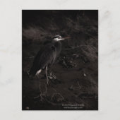 Grote Blauwe Heron P2391 Briefkaart (Voorkant)