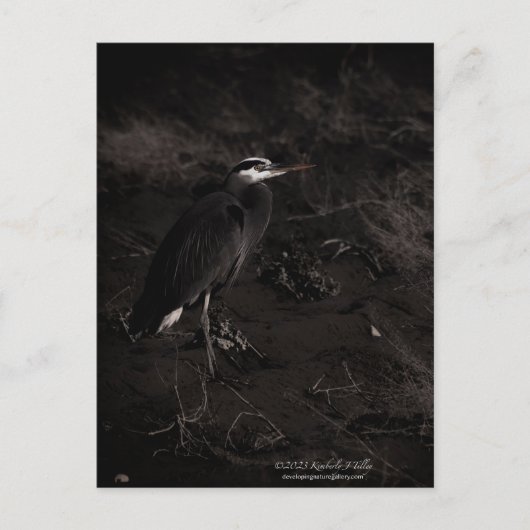 Grote Blauwe Heron P2391 Briefkaart (Voorkant)