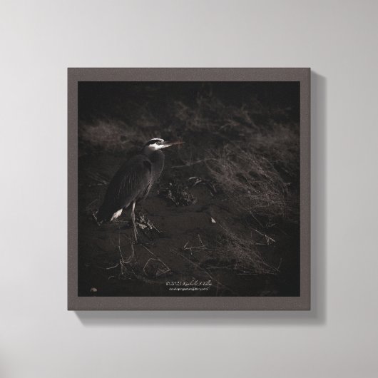 Grote Blauwe Heron P2391 Canvas Afdruk (Voorkant)