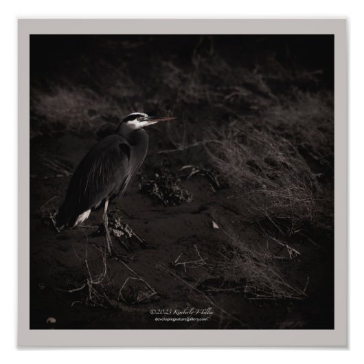 Grote Blauwe Heron P2391 Foto Afdruk (Voorkant)