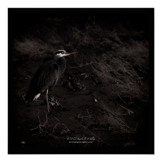 Grote Blauwe Heron P2391 Perfect Poster (Voorkant)