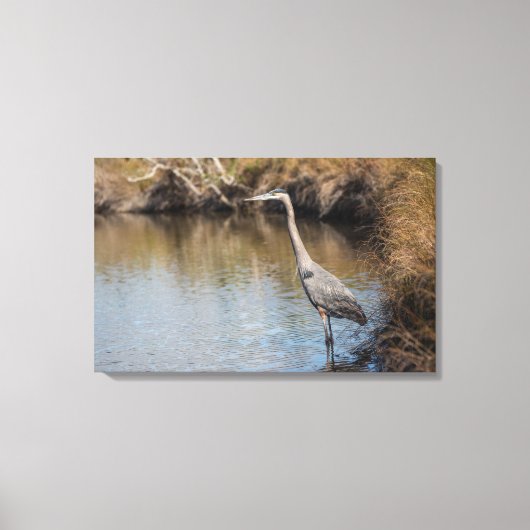 Grote Blauwe Heron Staande in Water Canvas Afdruk (Voorkant)