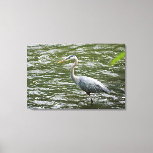 Grote Blauwe Heron Verpakte Canvas Print