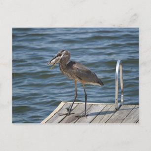 Grote Blauwe Heron Vogel Wildlife Foto Briefkaart