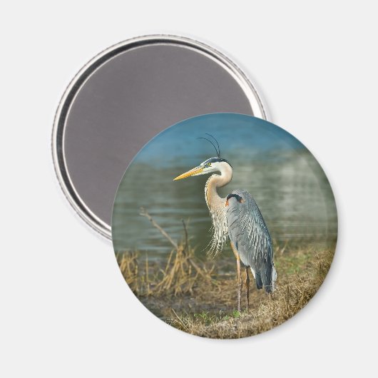 Grote Blauwe Heron Vogelmagneet Magneet (Voorkant / Achterkant)