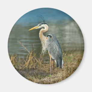 Grote Blauwe Heron Vogelmagneet Magneet