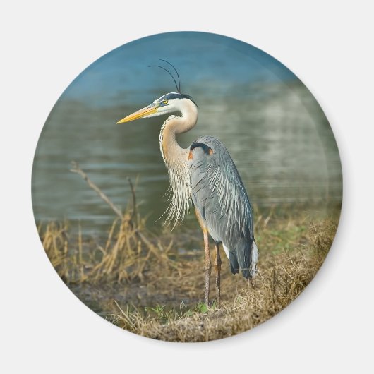 Grote Blauwe Heron Vogelmagneet Magneet (Voorkant)