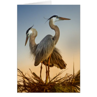 Grote Blauwe Herons op zonsopgang