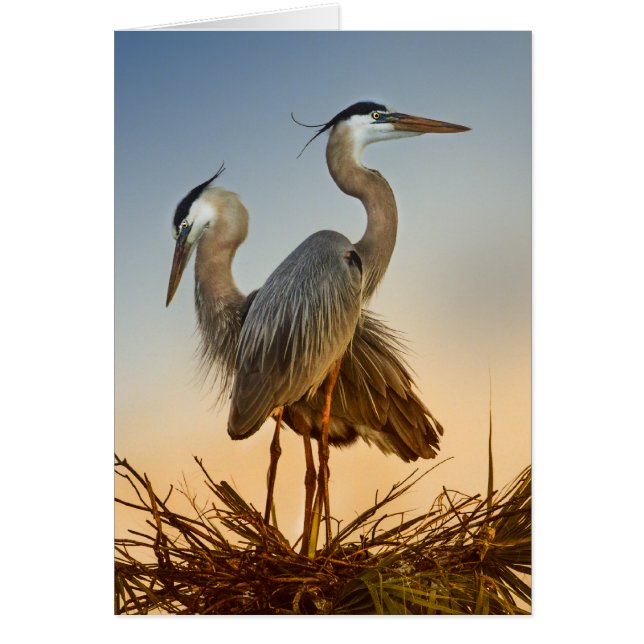 Grote Blauwe Herons op zonsopgang (Voorkant)