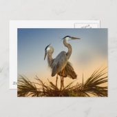 Grote Blauwe Herons op zonsopgang Briefkaart (Voorkant / Achterkant)