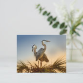 Grote Blauwe Herons op zonsopgang Briefkaart (Staand voorkant)