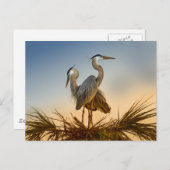 Grote Blauwe Herons op zonsopgang Briefkaart (Voorkant / Achterkant)