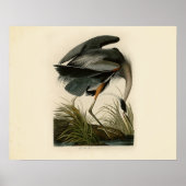 Grote blauwe konijnenvogels in Audubon Poster (Voorkant)