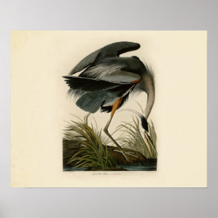 Grote blauwe konijnenvogels in Audubon Poster