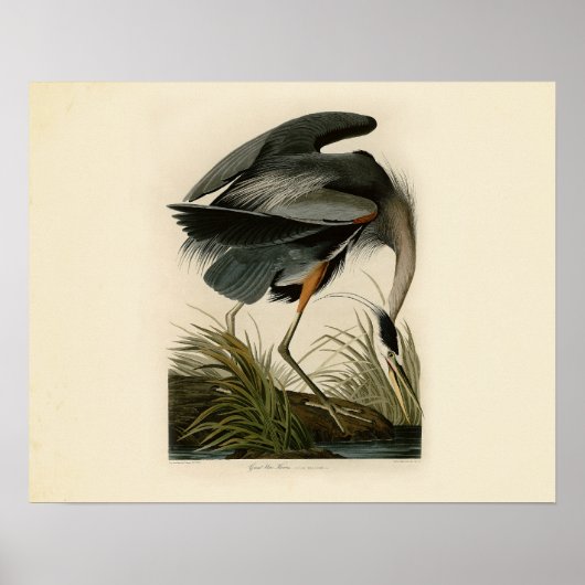 Grote blauwe konijnenvogels in Audubon Poster (Voorkant)