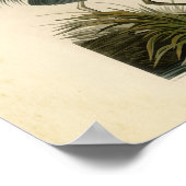 Grote blauwe konijnenvogels in Audubon Poster (Hoek)