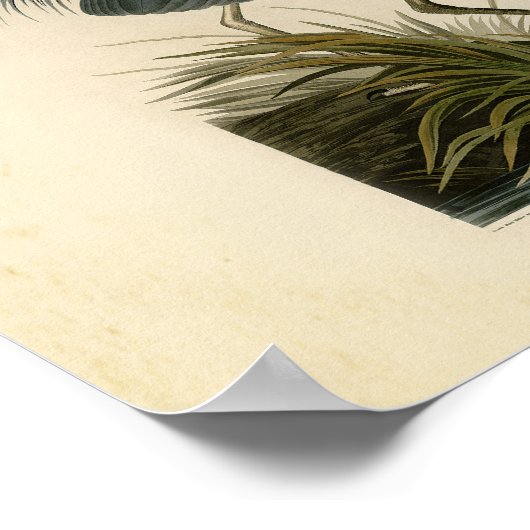 Grote blauwe konijnenvogels in Audubon Poster (Hoek)