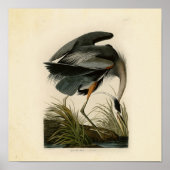 Grote blauwe konijnenvogels in Audubon Poster (Voorkant)