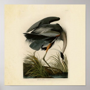 Grote blauwe konijnenvogels in Audubon Poster