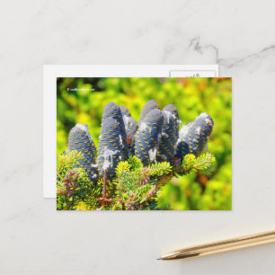Grote blauwe Koreaanse dennenappels Briefkaart