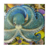 Grote blauwe octopustegel tegeltje (Voorkant)