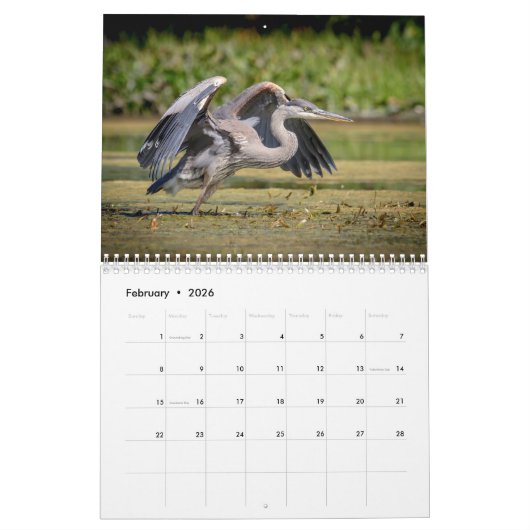 Grote blauwe reiger 2026 kalender (Feb 2026)
