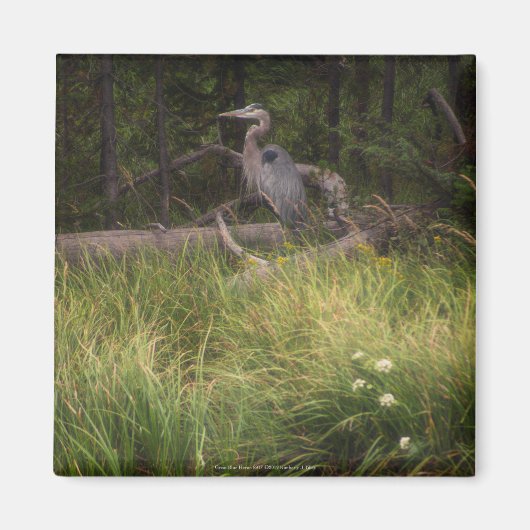 Grote Blauwe Reiger 8917 Magneet (Voorkant)