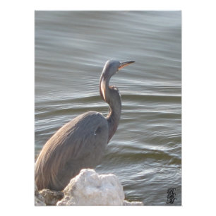 Grote blauwe reiger aan het water foto afdruk