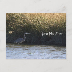Grote Blauwe Reiger Ansichtkaart Briefkaart