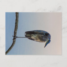 Grote Blauwe Reiger, Antrimeer, Columbus, Ohio
