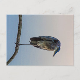Grote Blauwe Reiger, Antrimeer, Columbus, Ohio Briefkaart