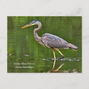 Grote Blauwe Reiger (Ardea herodias) Briefkaart