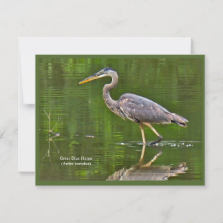 Grote Blauwe Reiger (Ardea herodias) Notitiekaartje
