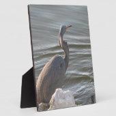 Grote Blauwe Reiger bij het Water Fotoplaat (Zijkant)