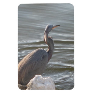 Grote Blauwe Reiger bij het Water Magneet