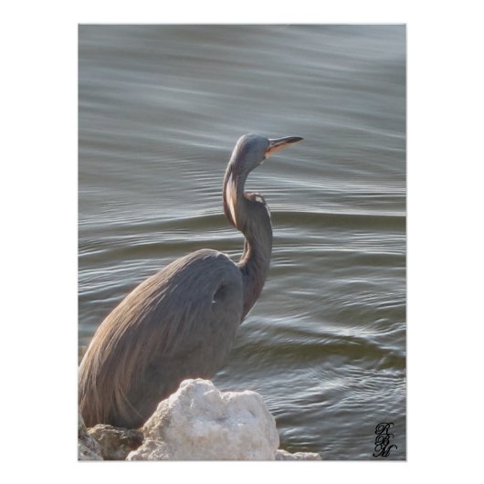 Grote Blauwe Reiger bij het Water Perfect Poster (Voorkant)