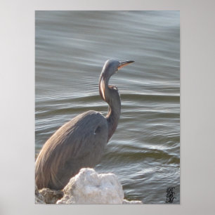 Grote Blauwe Reiger bij het Water Poster