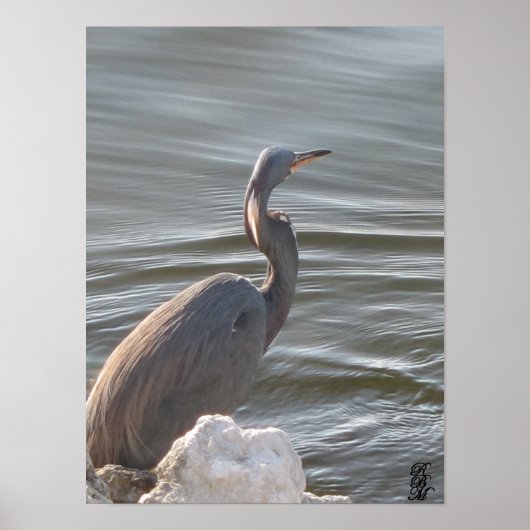 Grote Blauwe Reiger bij het Water Poster (Voorkant)
