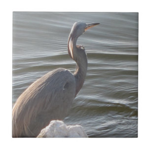 Grote Blauwe Reiger bij het Water Tegeltje