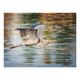 Grote Blauwe Reiger Boven Meer Natuurdruk Foto Afdruk