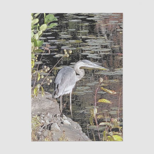 Grote Blauwe Reiger Canvasprint Tissuepapier (Voorkant)