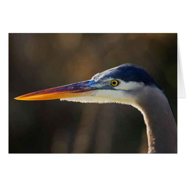 Grote Blauwe Reiger, close-up portret (Voorkant Horizontaal)