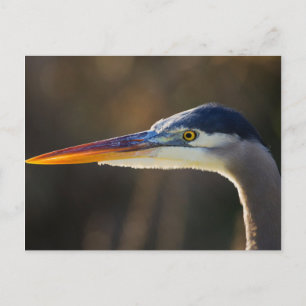 Grote Blauwe Reiger, close-up portret Briefkaart