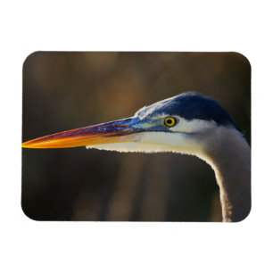 Grote Blauwe Reiger, close-up portret Magneet