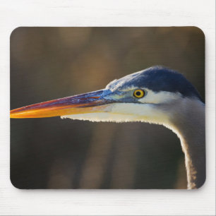 Grote Blauwe Reiger, close-up portret Muismat