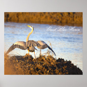 Grote Blauwe Reiger die Vleugels Spreidt Poster