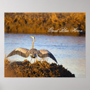 Grote Blauwe Reiger die Vleugels Spreidt Poster
